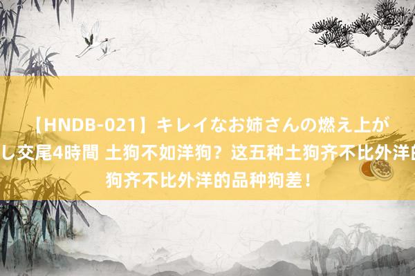 【HNDB-021】キレイなお姉さんの燃え上がる本物中出し交尾4時間 土狗不如洋狗？这五种土狗齐不比外洋的品种狗差！